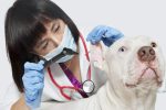 Prix d’une consultation chez le vétérinaire : comment réduire les frais pour soigner votre animal ?