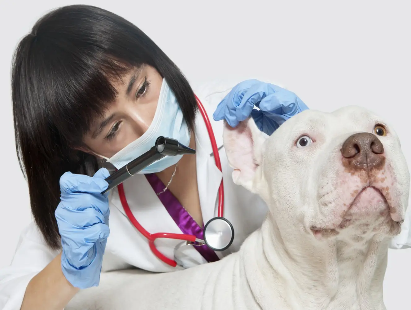 Prix d’une consultation chez le vétérinaire : comment réduire les frais pour soigner votre animal ?