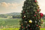 Qui perçoit la prime de Noël MSA et quelles sont les conditions en 2025 ?